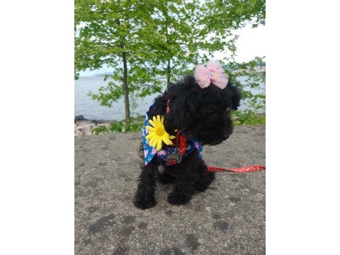 Toy poodle