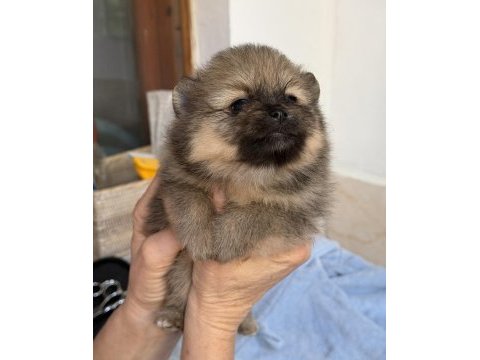 Pomeranian teddy bear mini teacup dişi