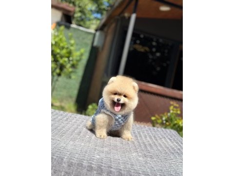 Pomeranian boo yavru köpeğimiz