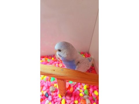 Muhabbet erkek yavru ele alıştırmalık konuşturmalık