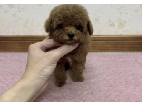 Toy poodle köpeği