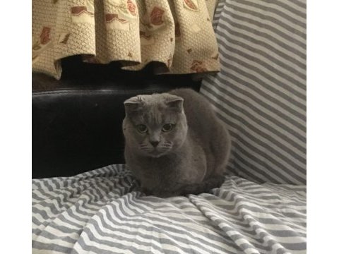 Uysal ve sevimli scottish fold