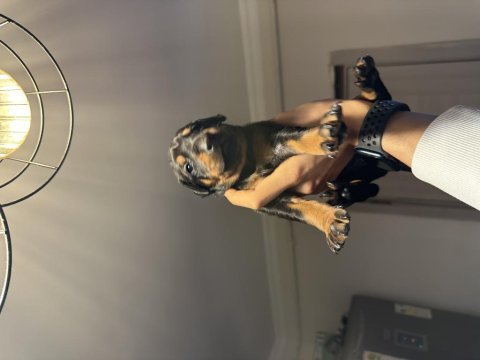 Doberman köpeği yavruları