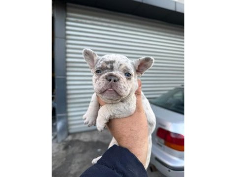 French bulldog 45 günlük