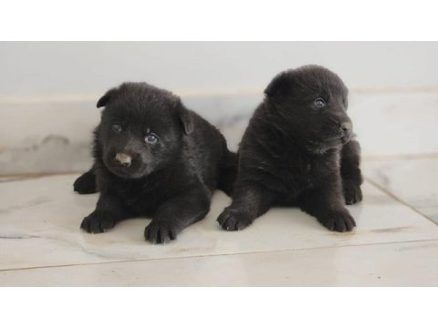 Simsıyah solid black alman çoban köpeği yavruları