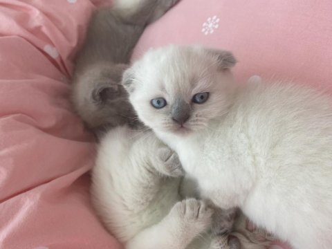 Minik yaramazlara yeni yuva arıyoruz.