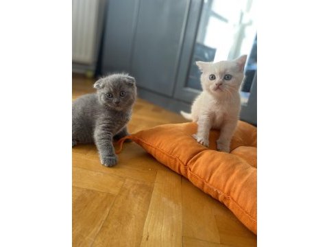1,5 aylık erkek scottish fold ve straight