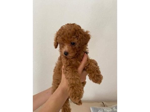 A kalite toy poodle yavrularımız yeni yuvasını arıyor