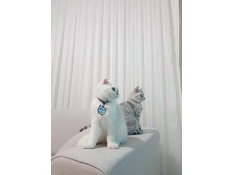 British shorthair tabby