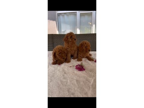 Orjinal toy poddle yavrular