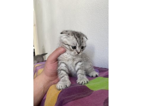 Top kafa scottish fold yavrularımız