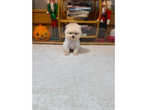 Orjinal ırk ve sağlık garantili pomeranian