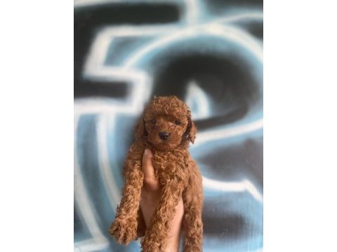 Irk garantili toy poodle yavrularımız
