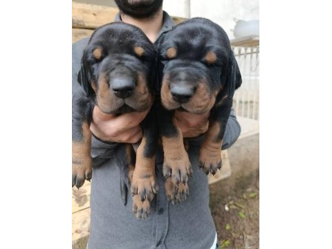 A şecereli 21 günlük doberman