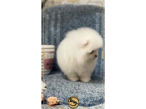 Teacup pomeranian boo yavrumuz