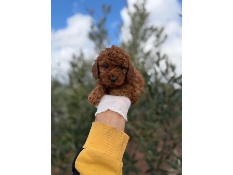 Dişi toy poodle gerçek kalite isteyene