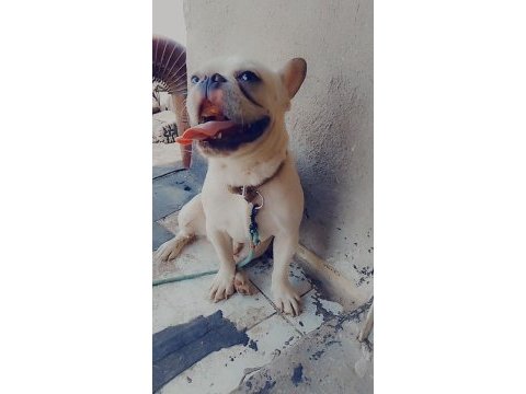 Blue cream erkek 2 yaşında french bulldog