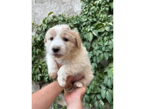Teslime hazır border collie yavrular