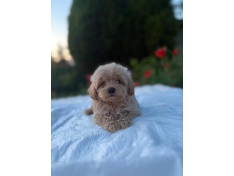 Eşsiz güzellikte maltipoo yavrularımız