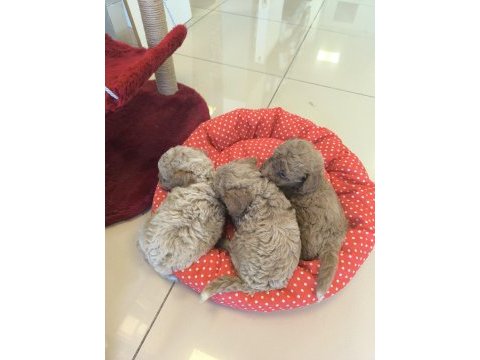 Hazir poodle yavrularımız