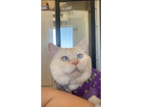 2 yaşında british shorthair oğlum