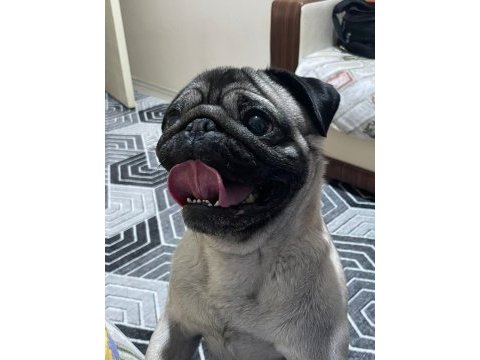 Pug aşıları tam