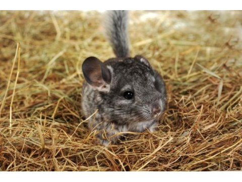 Chinchilla çinçila