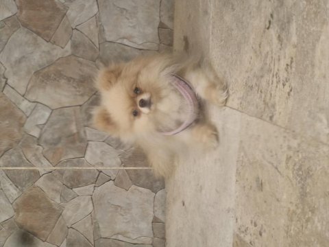 Sevgine zamanına emeğine değecek pomeranian arayanlara