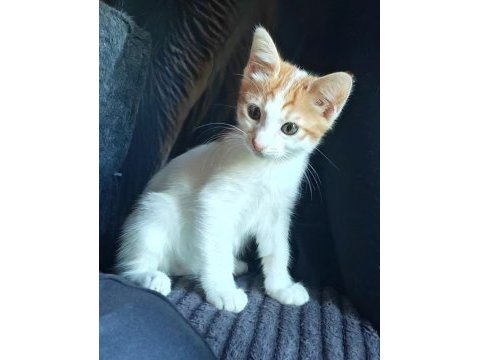 2 aylık çok oyuncu iri yapılı ve sıcakkanlı bebek kedimiz