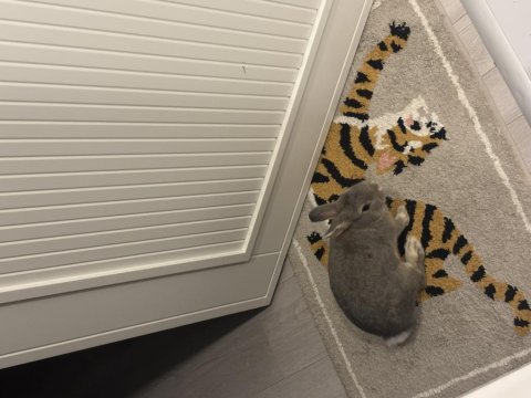 İki adet cüce lop tavşan