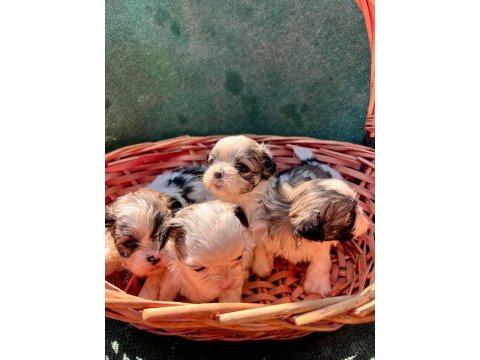 Shih tzu yavrular