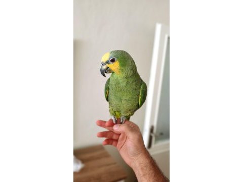 Amazon papağanı 2.5 yaşında full evcil