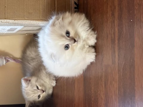 2 scottish fold longhair disi ve 1 erkek shorthair yavrular
