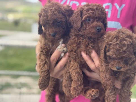 Redbrown kore toy poodle yavrularımız