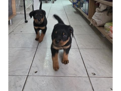 A kalite erkek rottweiler yavruları