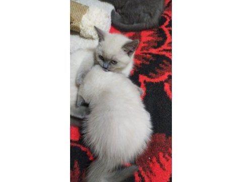 British shorthair yavru sütten kesildi