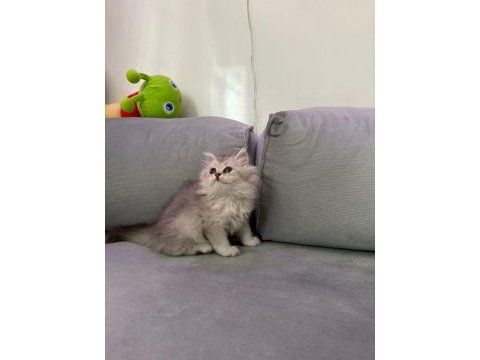 British longhair silver