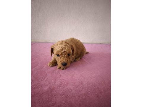 Uygun maltipoo bebeklerimiz