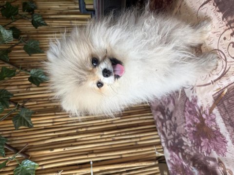 Orjinal pomeranian boo dişi 5 aylık yavru