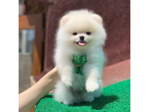 Oyuncak yüzlü pomeranian boo yavrular