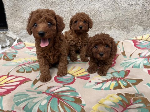Toy poodle bebekler