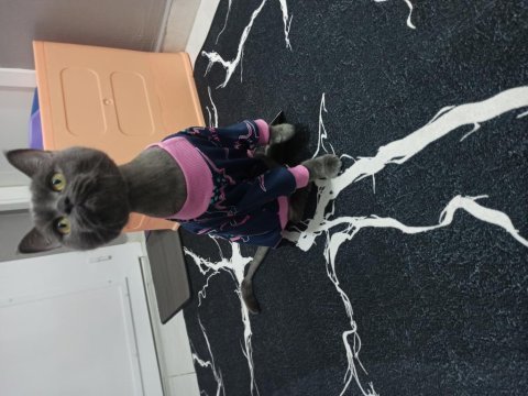 Kedimiz gölge yuvasını arıyor