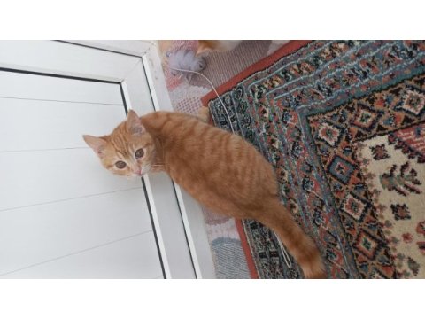 Aslan kedimiz yuvasını arıyor çok acil