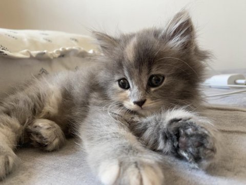 Dişi british longhair kedisi