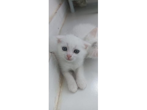 Scottish fold yavrular
