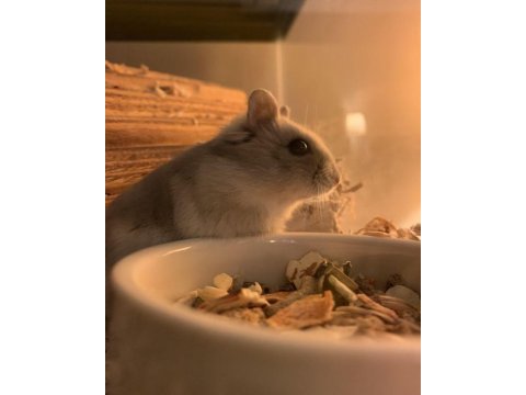 Gonzales hamster yavrular heryere gönderim