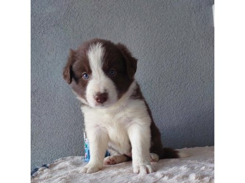 Border collie yavrular
