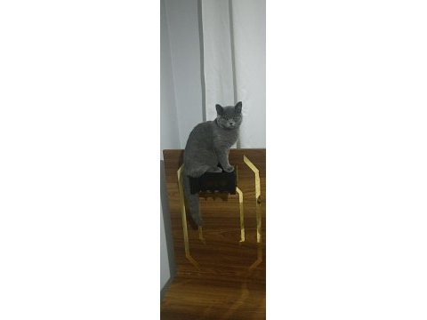 8 aylık british shorthair dişi
