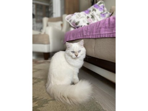 6 aylık dişi british longhair kedisi