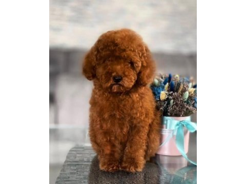Sevimli toy poodle bebekler